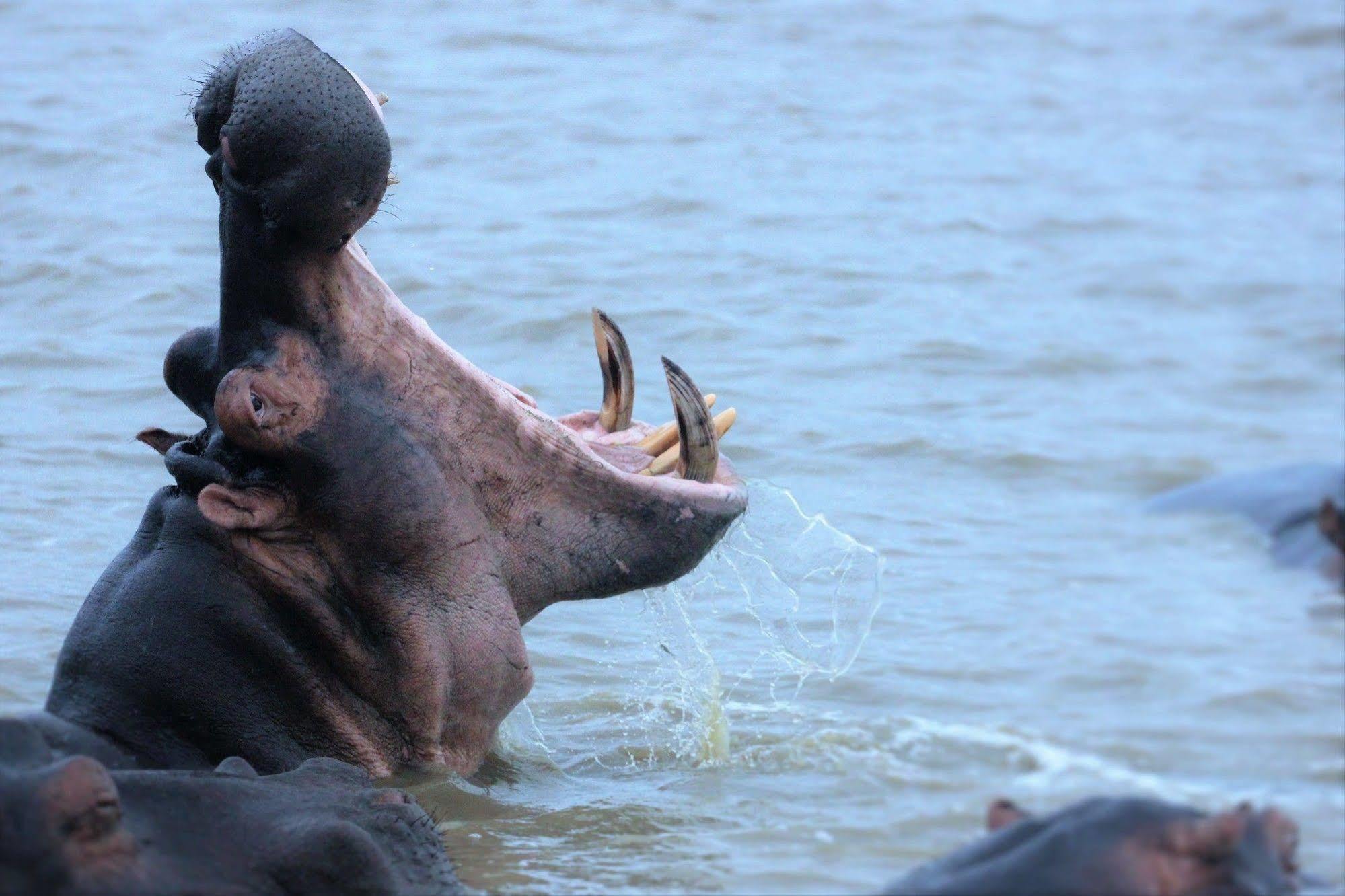 Kosi Forest Lodge Manguzi ภายนอก รูปภาพ