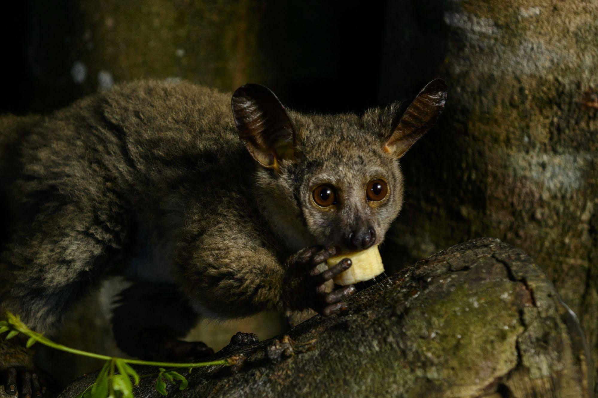 Kosi Forest Lodge Manguzi ภายนอก รูปภาพ